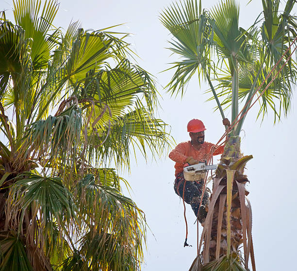 Best Tree Removal for Businesses  in USA